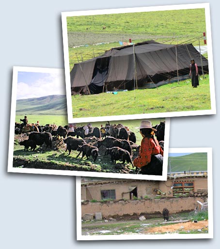 Nomadic Tent, Yaks and new housing