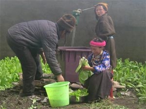 Greenhouse Inside People Harvesting