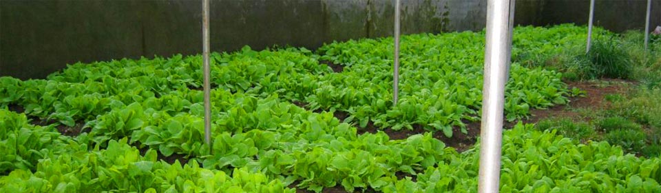 Veges Large